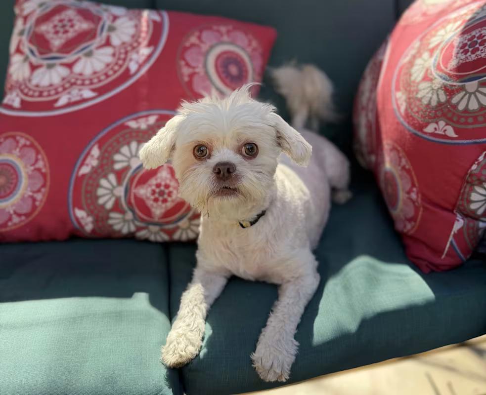 Enlarge Bella, an adoptable Shih Tzu in Atlanta, GA image 3/4