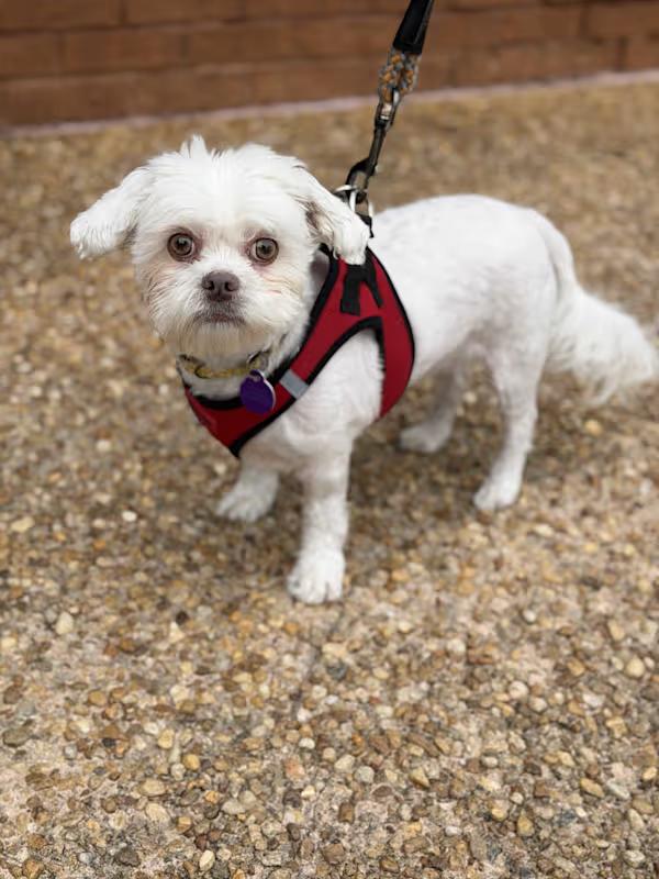 Enlarge Bella, an adoptable Shih Tzu in Atlanta, GA image 2/4