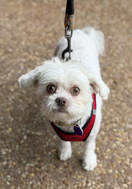 Bella, adoptable, Adult Female Shih Tzu.