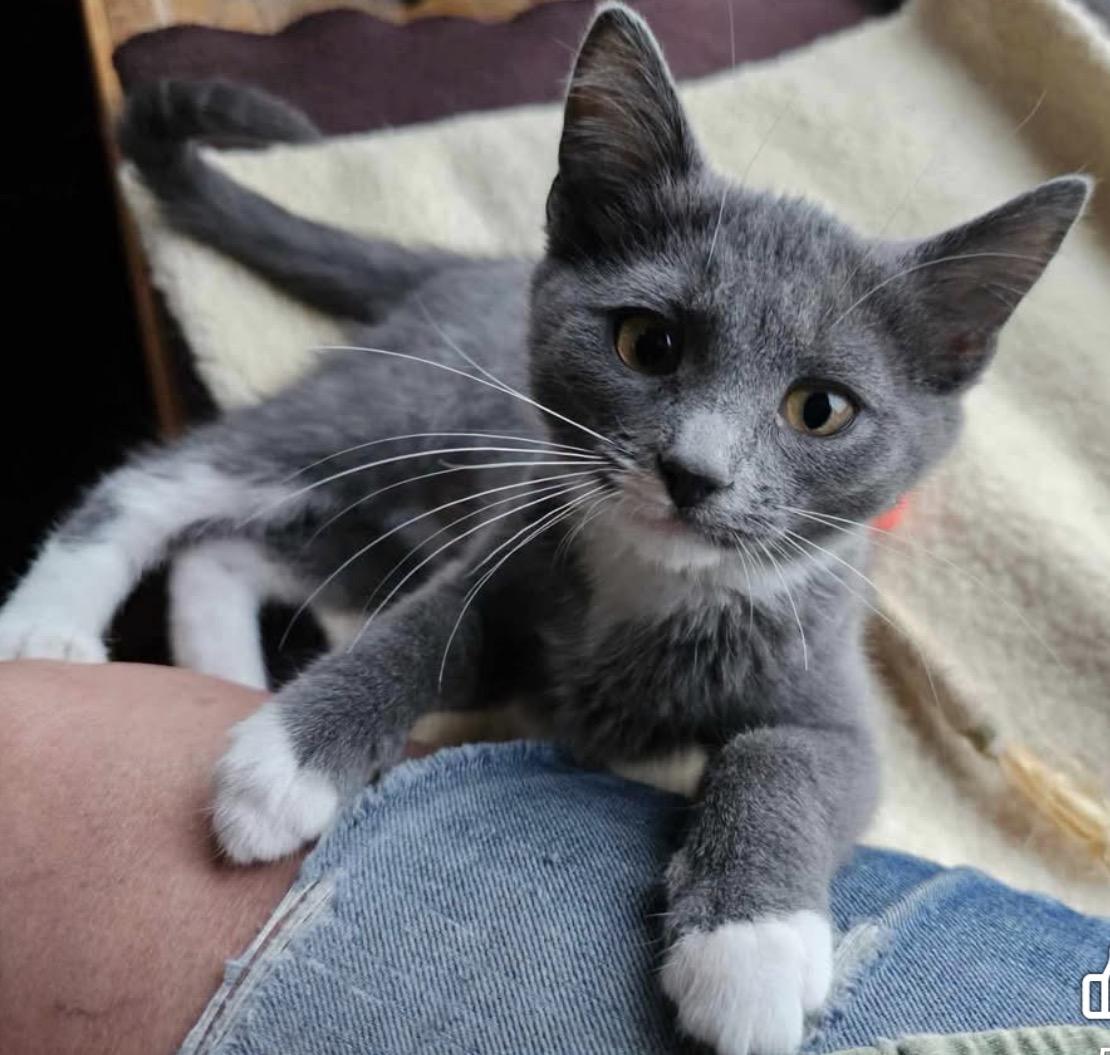 Misty, Adopted, Kitten Female Domestic Short Hair.