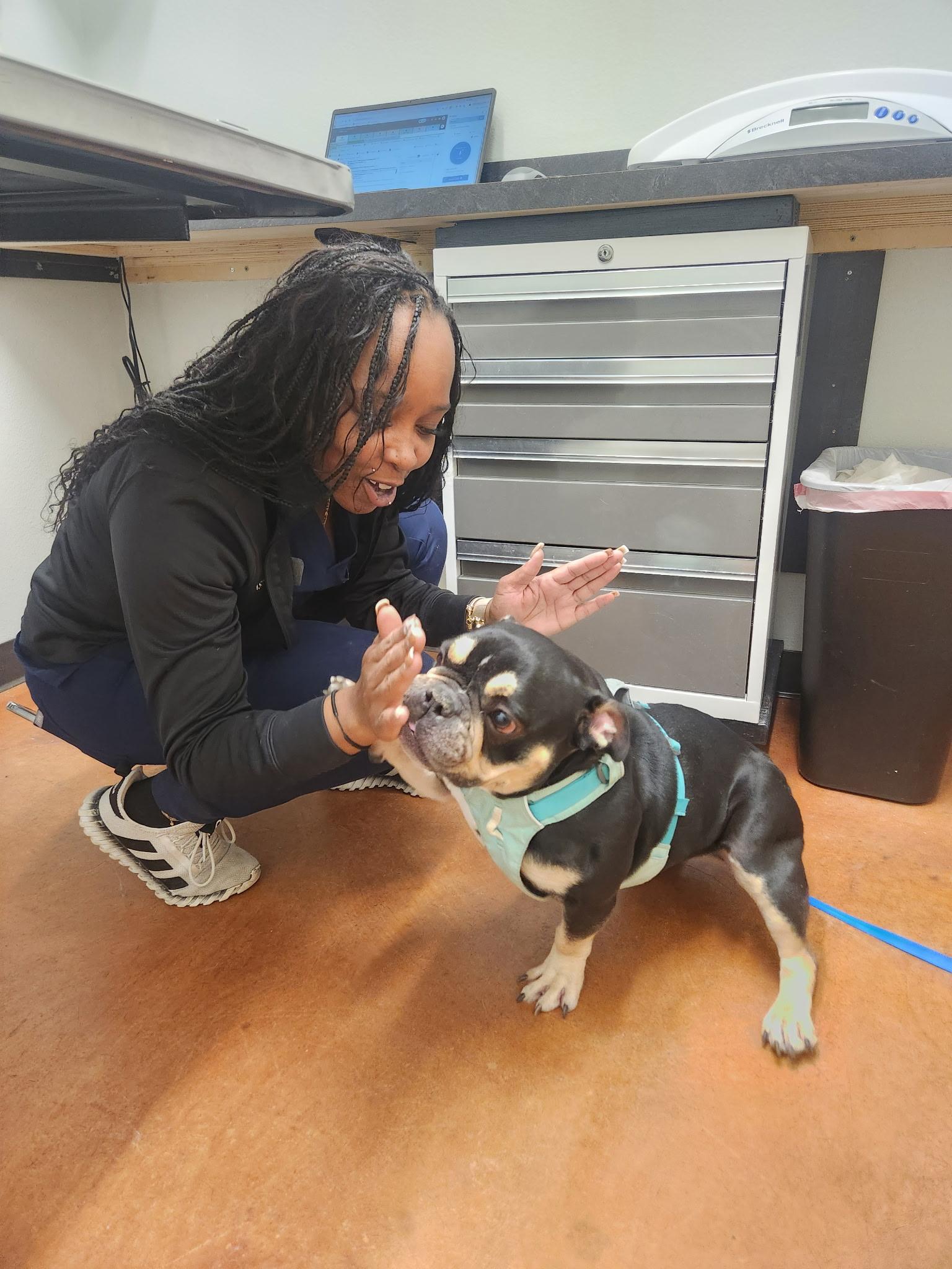 Enlarge Margot Jelly Bean , a ADOPTABLE mixed breed in Austin, TX image 3/6