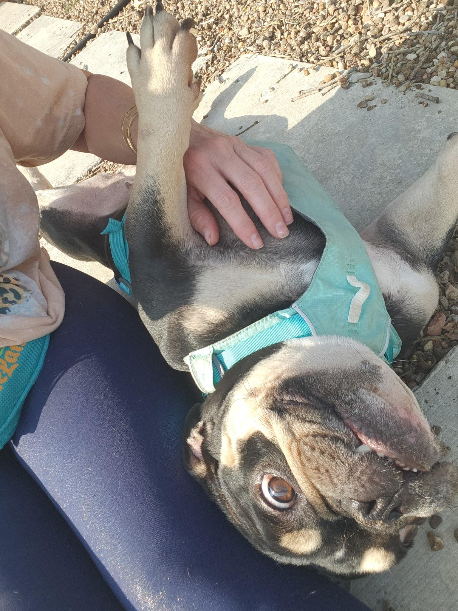 Enlarge Margot Jelly Bean , a ADOPTABLE mixed breed in Austin, TX image 4/6