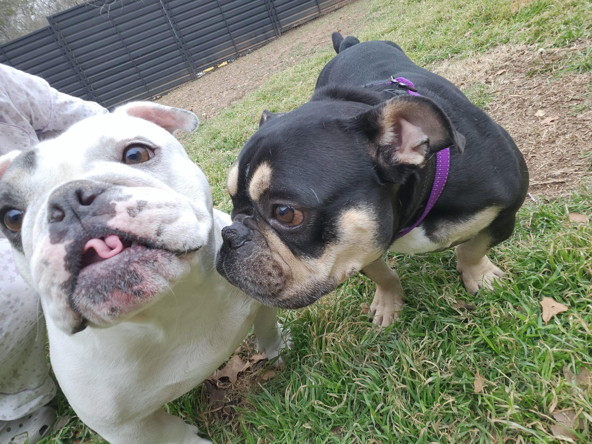 Enlarge Margot Jelly Bean , a ADOPTABLE mixed breed in Austin, TX image 2/6