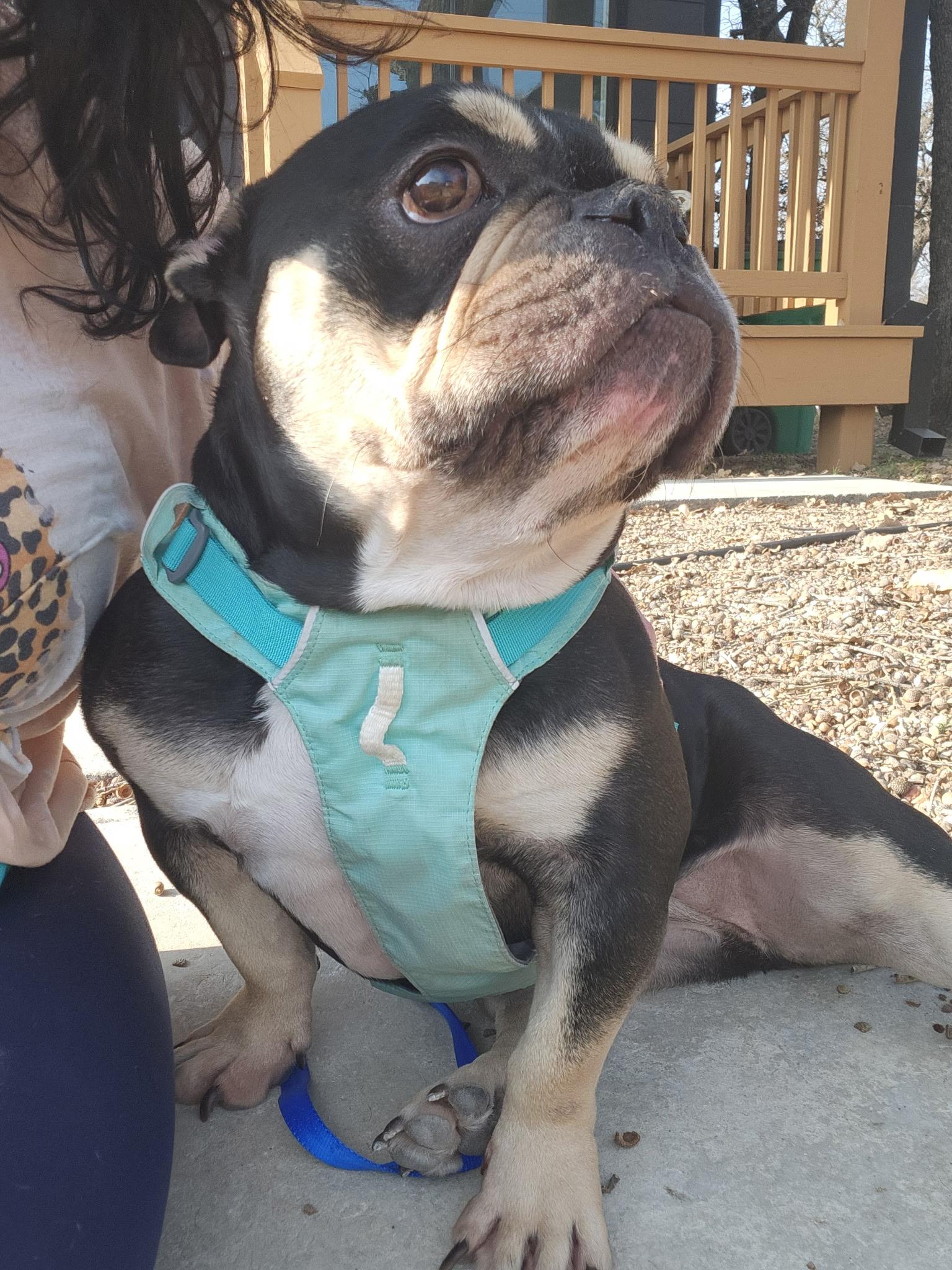 Margot Jelly Bean , ADOPTABLE, Adult Female English Bulldog.