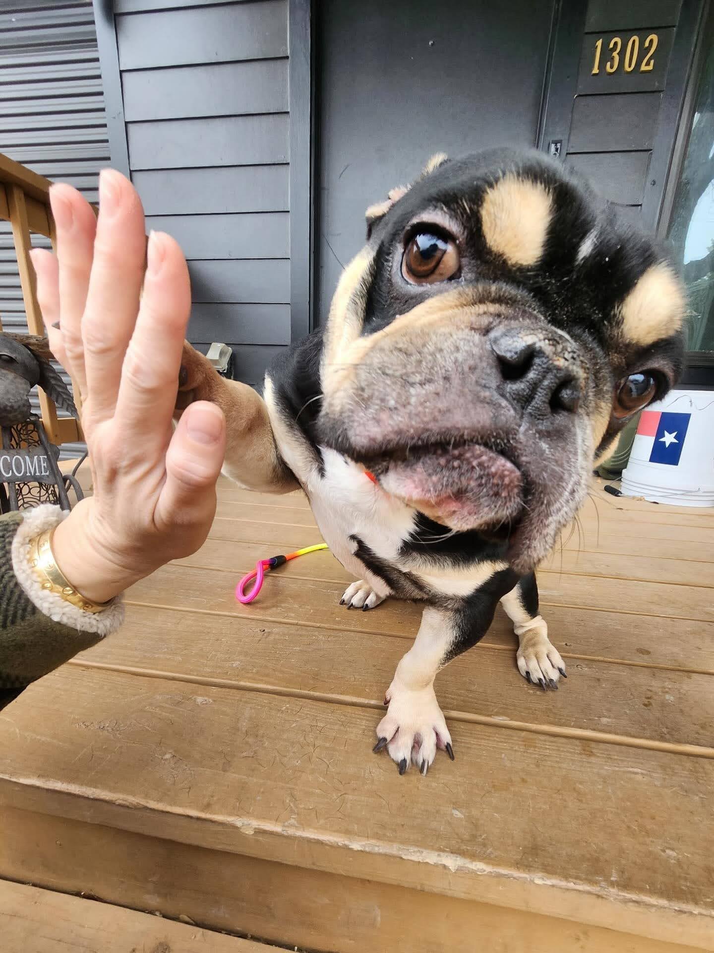 Margot Jelly Bean , ADOPTABLE, Adult Female English Bulldog.