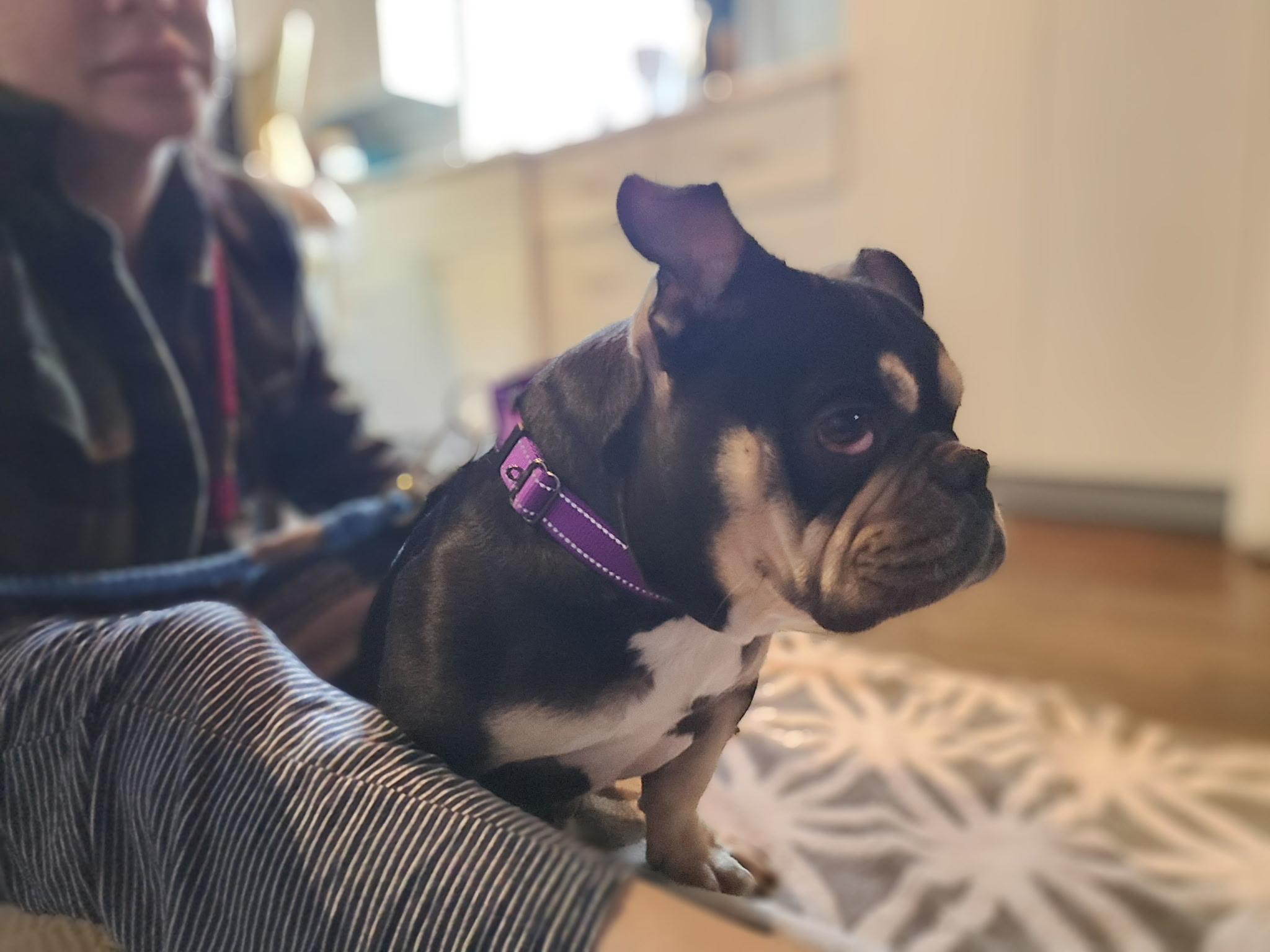 Enlarge Margot Jelly Bean , a ADOPTABLE mixed breed in Austin, TX image 5/6