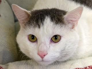 Dabney, a Adoptable mixed breed in Anaconda, MT image 3/6