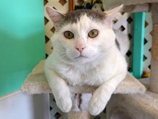 Dabney, a Adoptable mixed breed in Anaconda, MT image 2/6