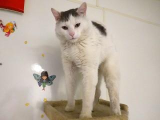 Dabney, a Adoptable mixed breed in Anaconda, MT image 4/6