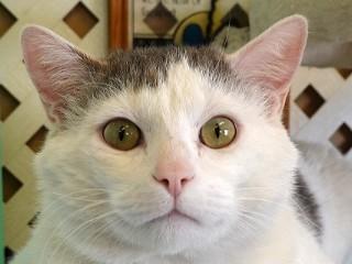 Dabney, Adoptable, Adult Male Domestic Short Hair & Manx.