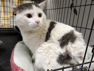 Dabney, a Adoptable mixed breed in Anaconda, MT image 6/6