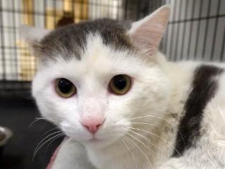 Dabney, a Adoptable mixed breed in Anaconda, MT image 5/6