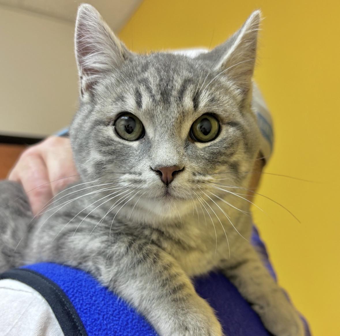 Bruce, ADOPTABLE, Young Male Domestic Short Hair.