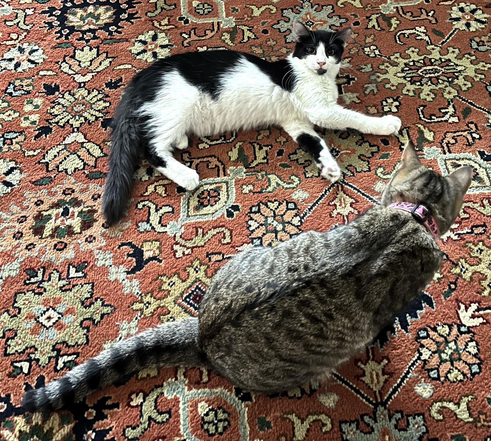 Obsidian, Adoptable, Kitten Male Domestic Medium Hair & Maine Coon.