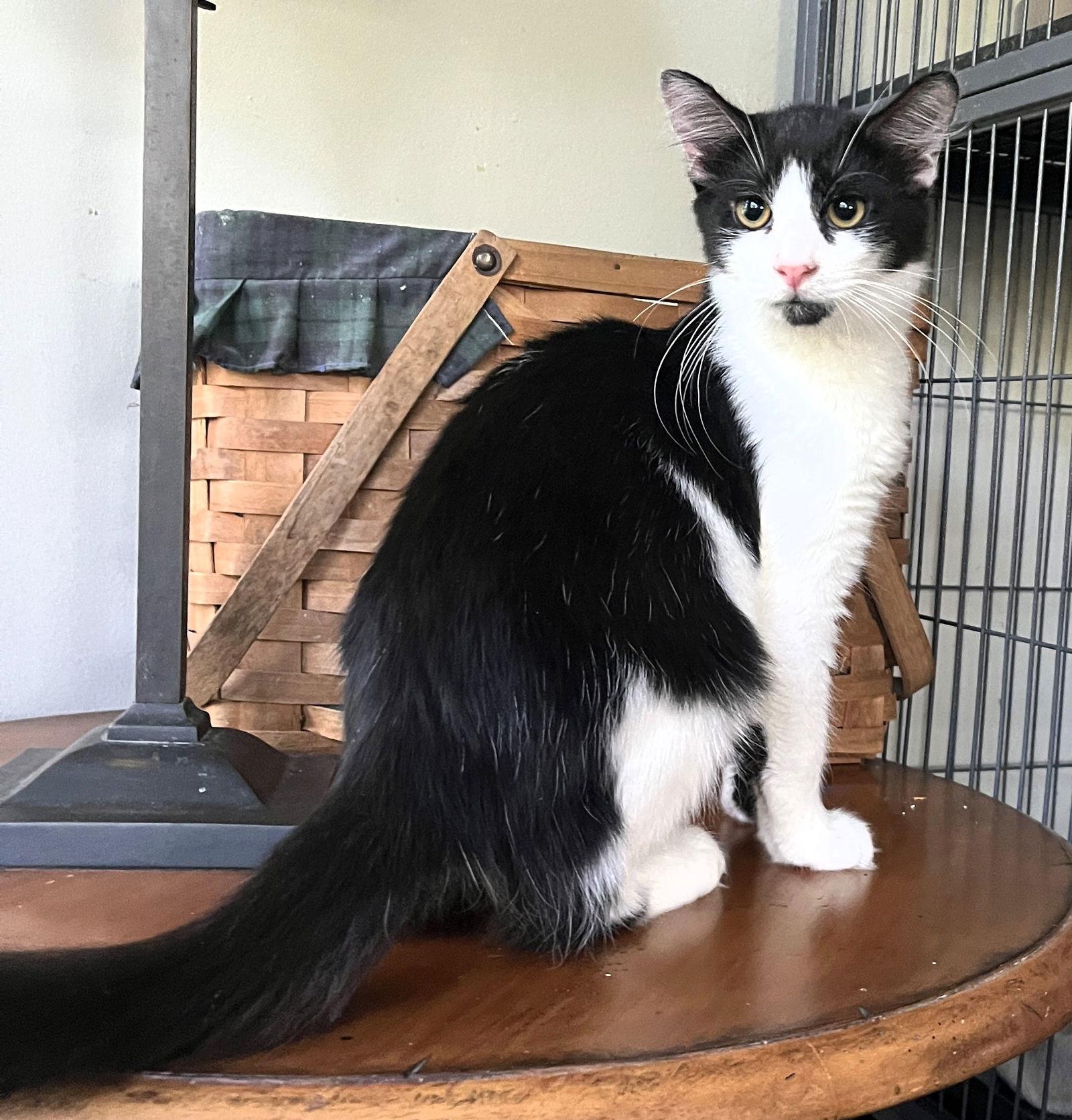 Enlarge Obsidian, a Adoptable mixed breed in Lighthouse Point, FL image 2/3