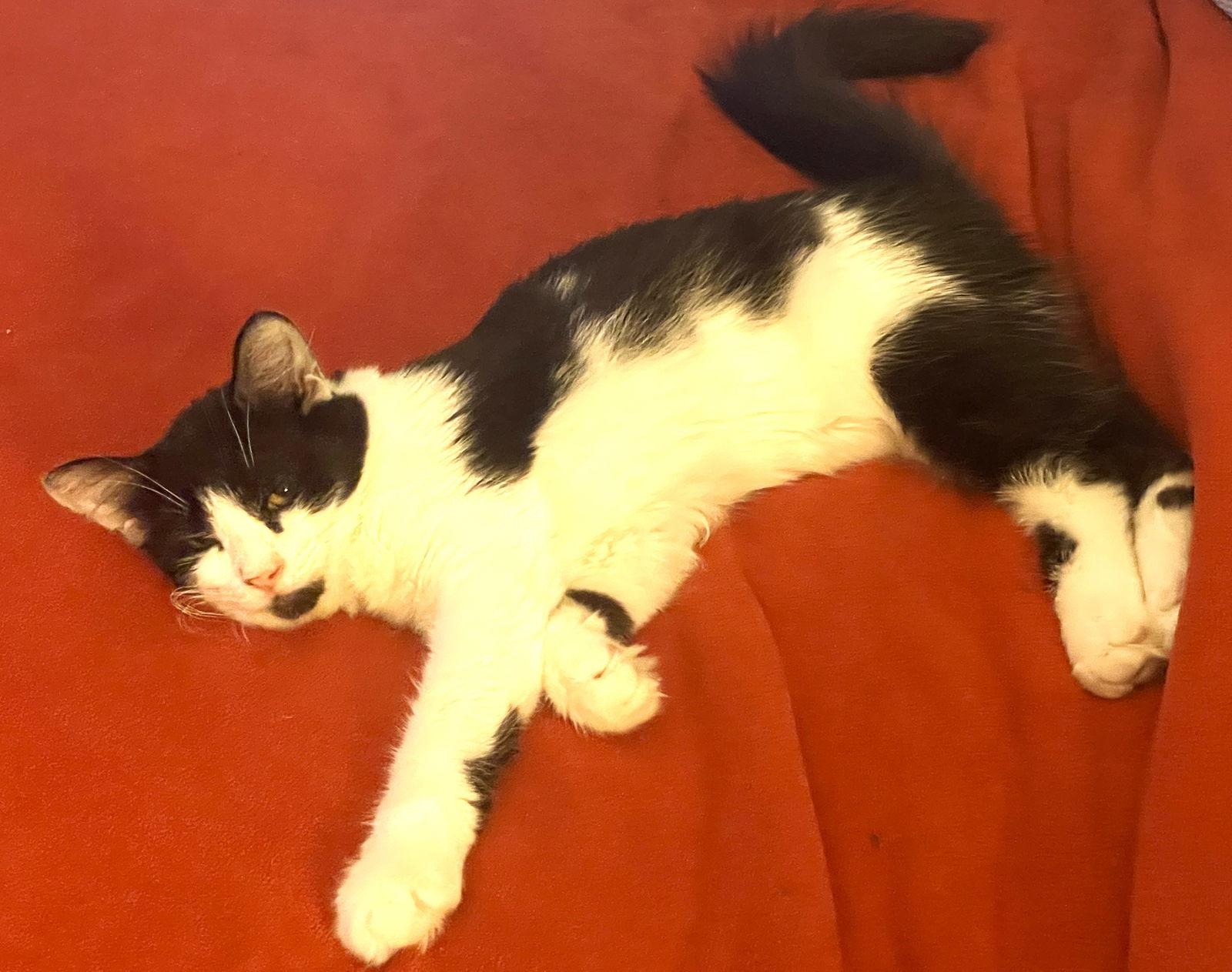 Enlarge Obsidian, a Adoptable mixed breed in Lighthouse Point, FL image 3/3