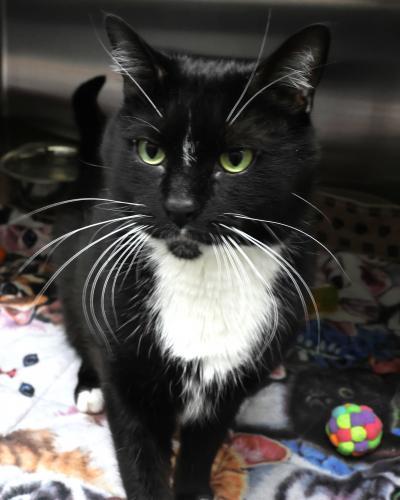Enlarge Diesel, a Adoptable mixed breed in Thief River Falls, MN image 1/1