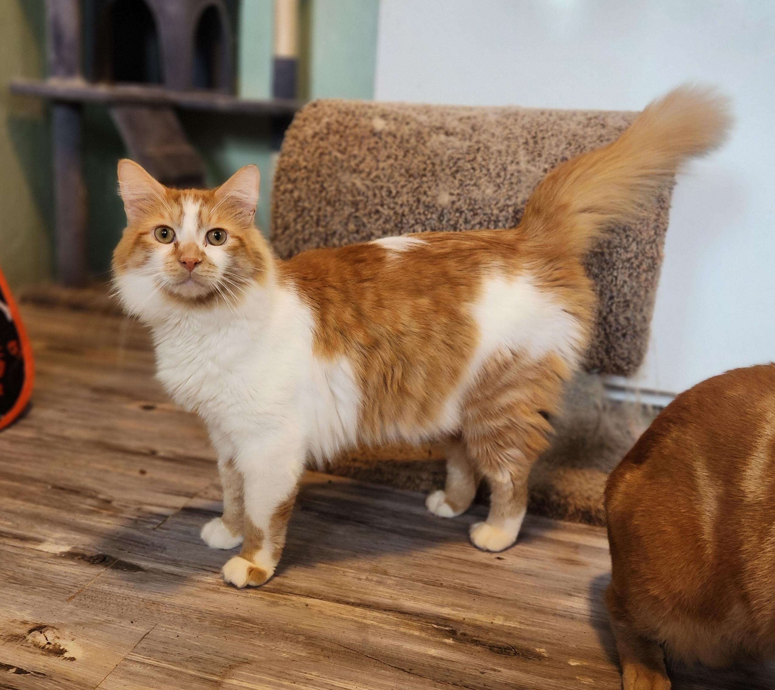 Patrick, Adoptable, Adult Male Domestic Long Hair.