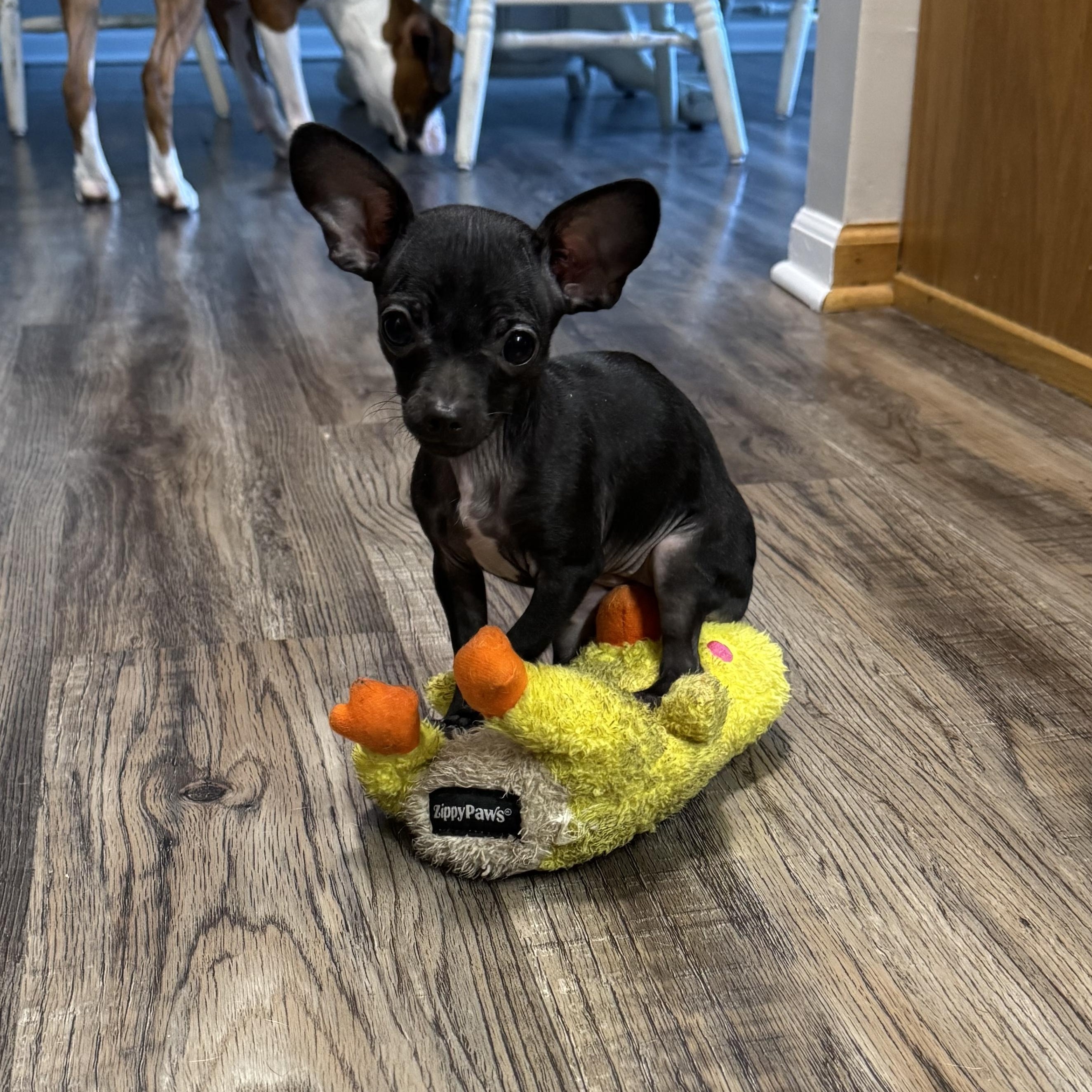 Enlarge Pip Squeak, an adopted mixed breed in Hartland, MI image 6/6