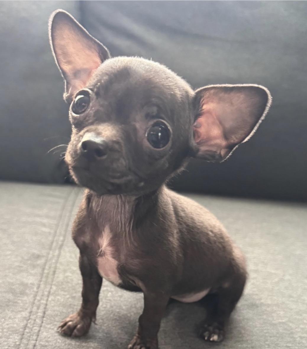 Pip Squeak, ADOPTABLE, Puppy Female Chihuahua.