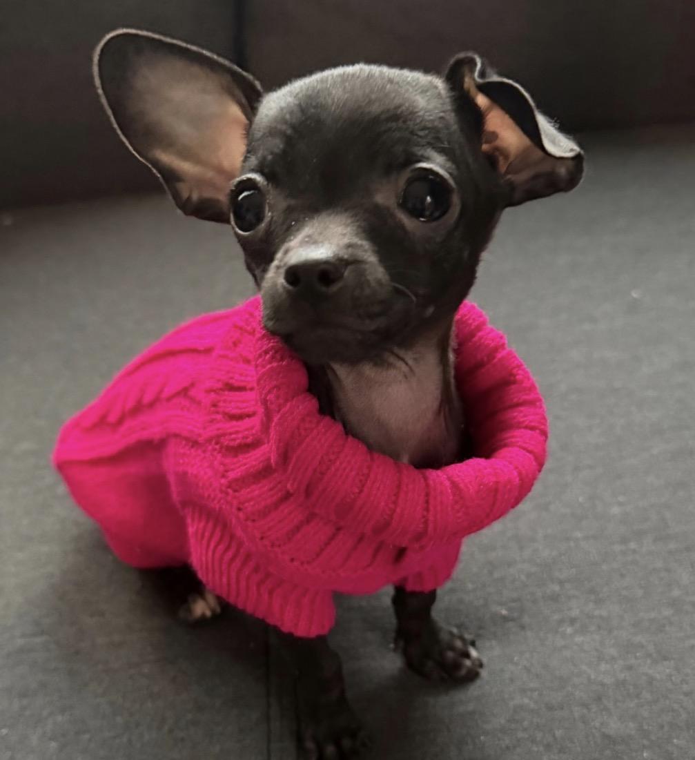 Enlarge Pip Squeak, a ADOPTABLE mixed breed in Hartland, MI image 2/2