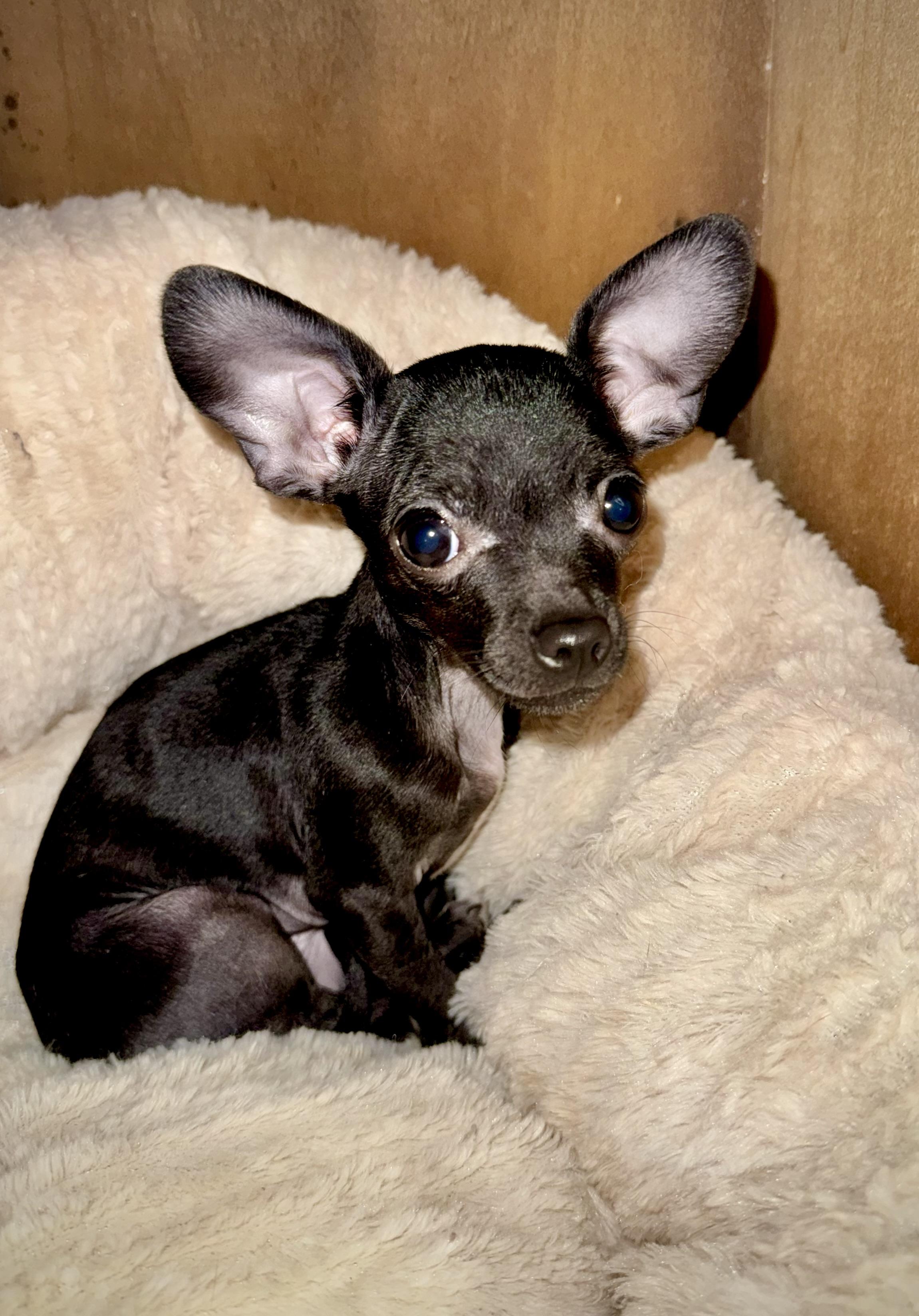 Enlarge Pip Squeak, an adopted mixed breed in Hartland, MI image 1/6