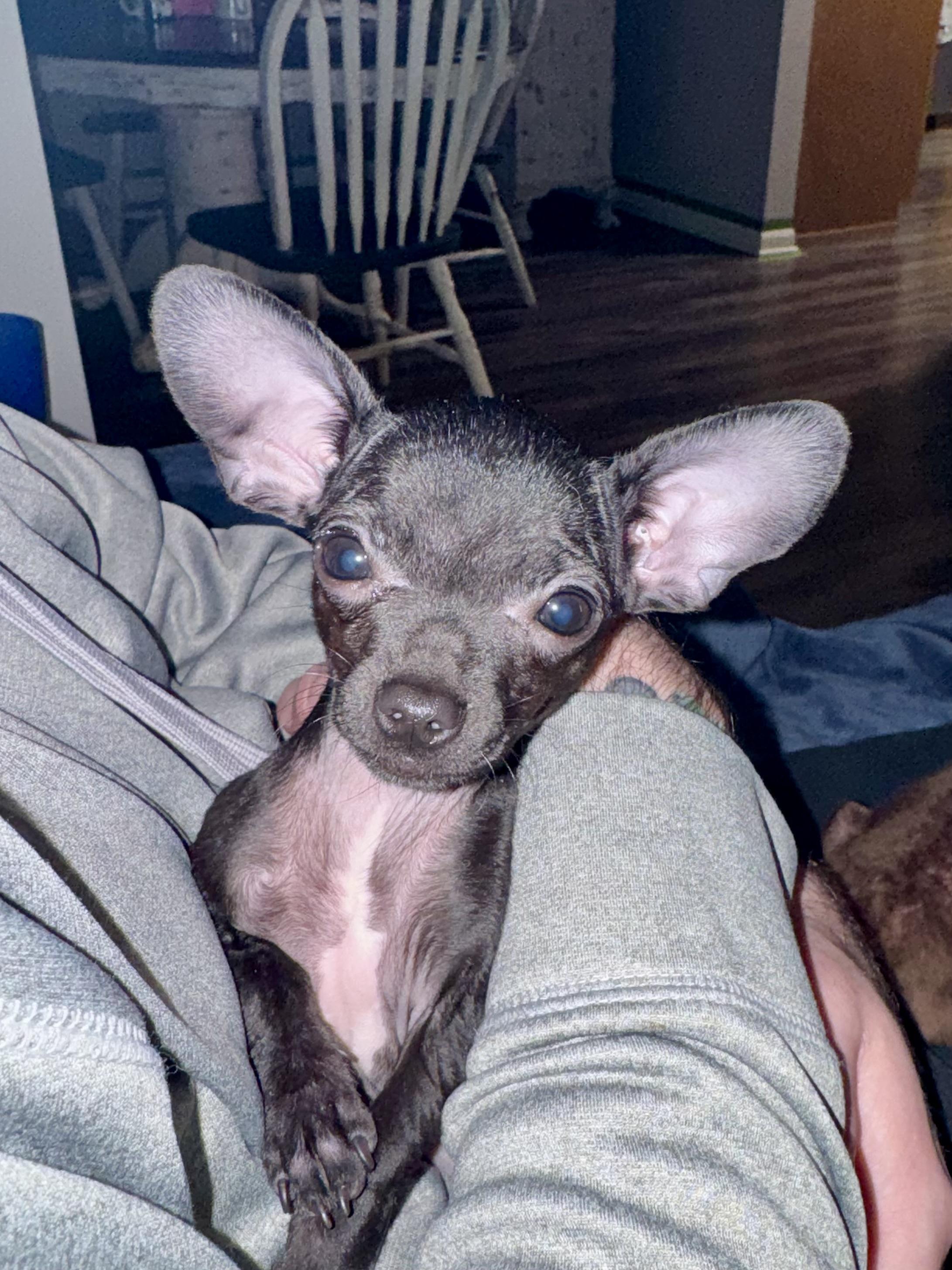 Pip Squeak, ADOPTABLE, Puppy Female Chihuahua.