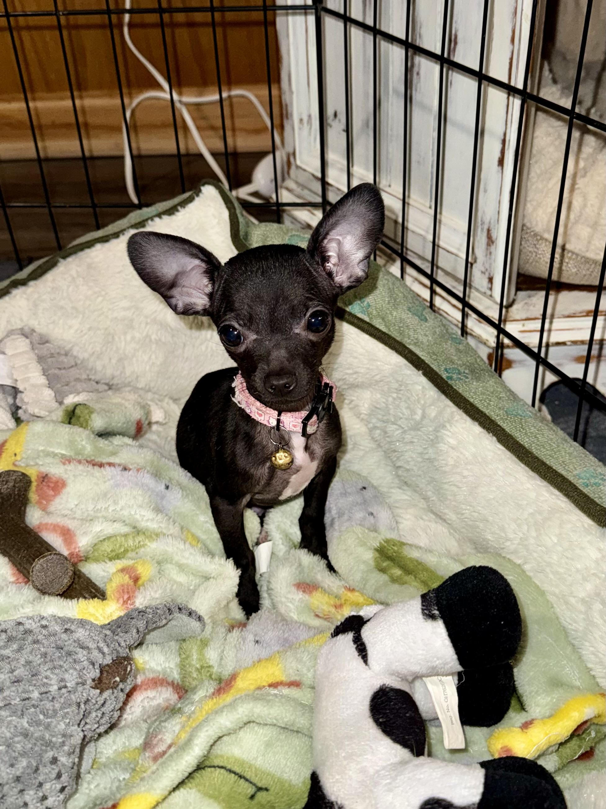 Enlarge Pip Squeak, an adopted mixed breed in Hartland, MI image 4/6