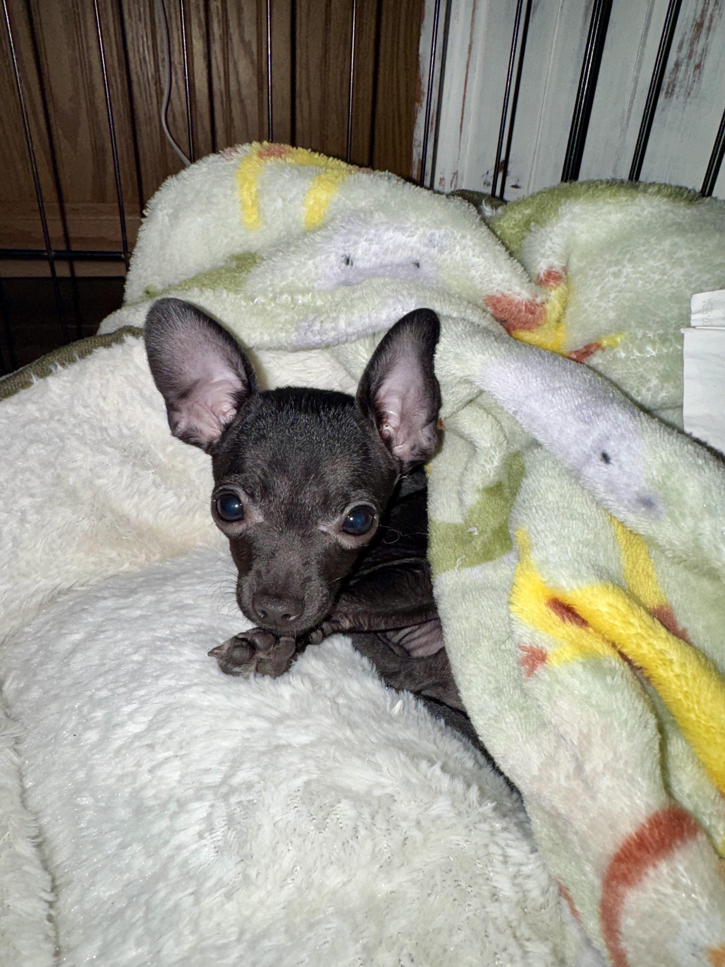 Enlarge Pip Squeak, an adopted mixed breed in Hartland, MI image 5/6