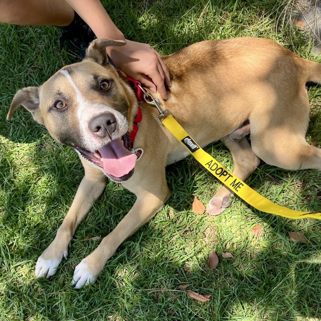 Rocco*, a Adoptable American Staffordshire Terrier in San Gabriel, CA image 1/6