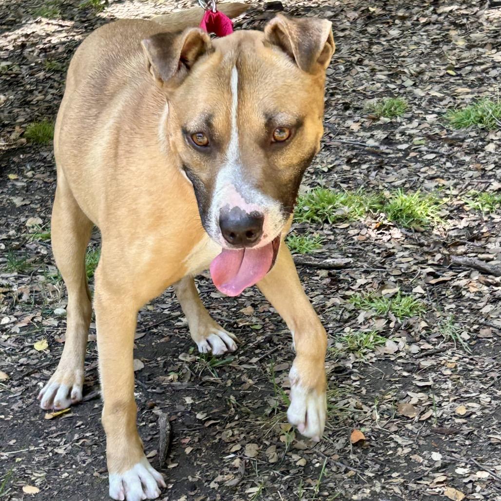 Rocco*, a Adoptable American Staffordshire Terrier in San Gabriel, CA image 2/6