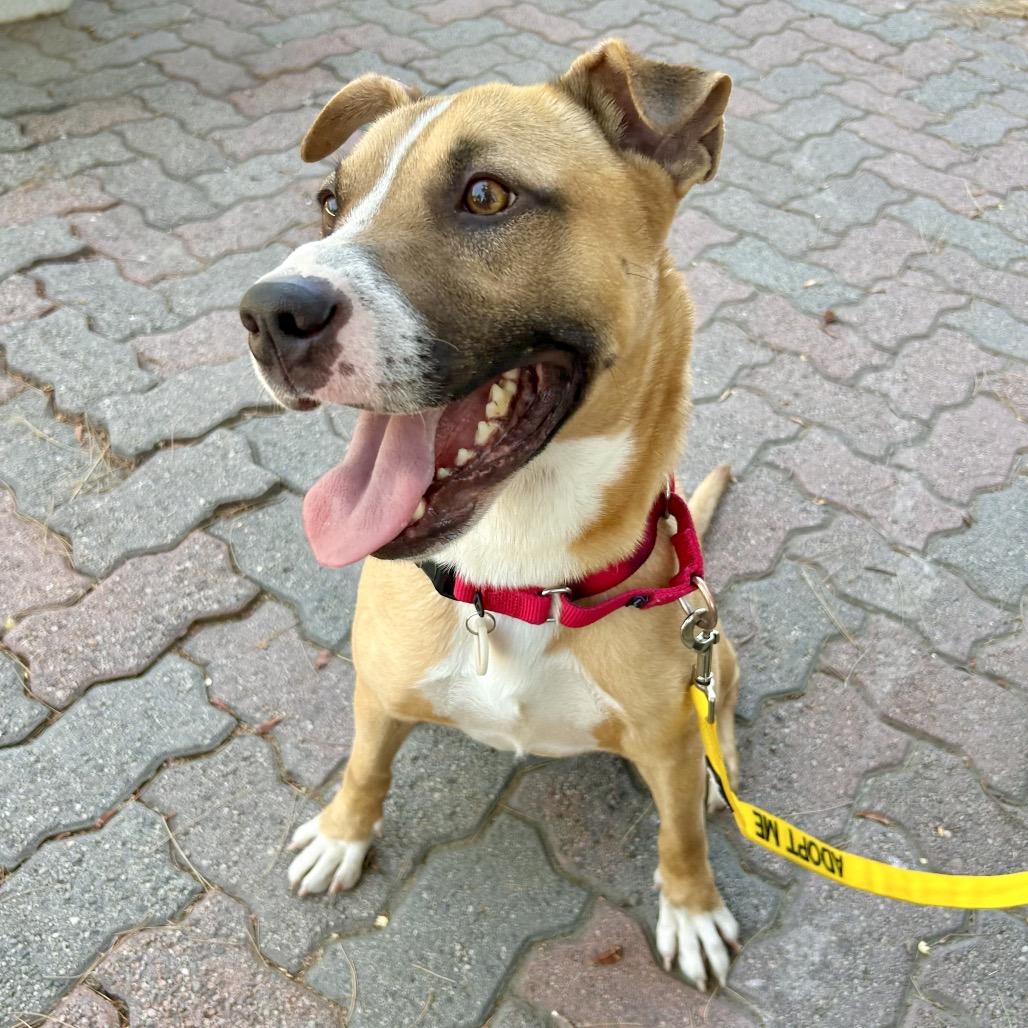 Rocco*, a Adoptable American Staffordshire Terrier in San Gabriel, CA image 3/6