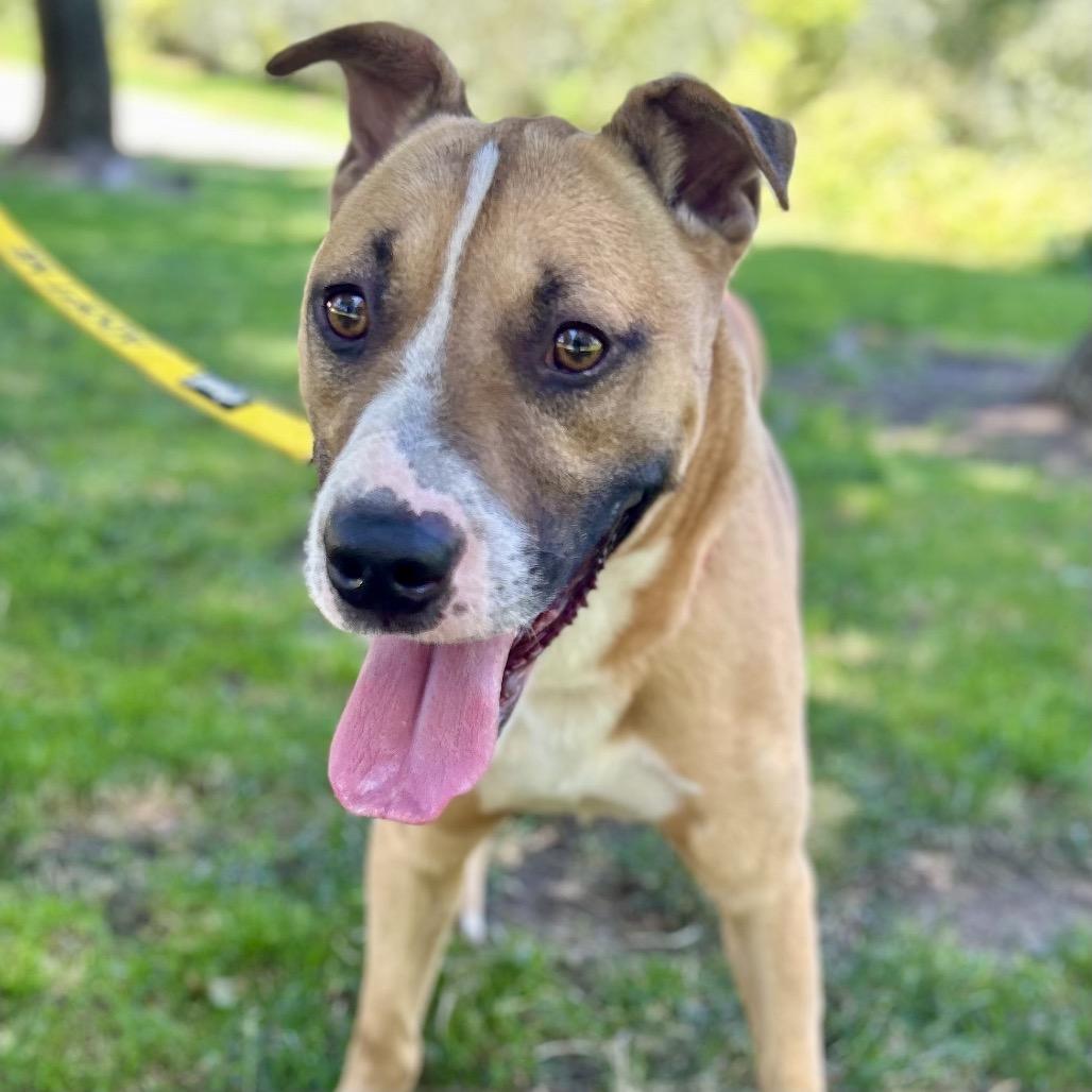 Rocco*, a Adoptable American Staffordshire Terrier in San Gabriel, CA image 4/6
