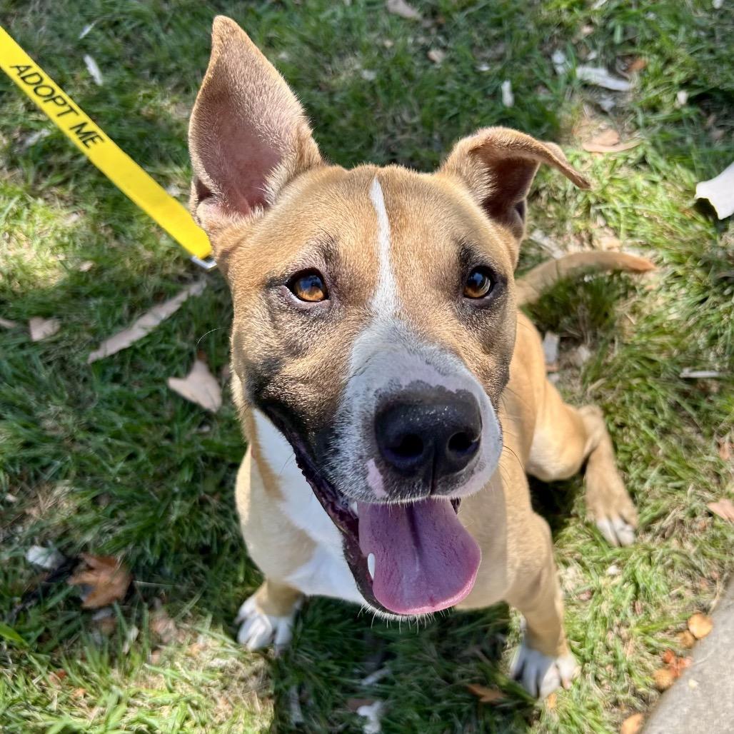 Rocco*, a Adoptable American Staffordshire Terrier in San Gabriel, CA image 5/6