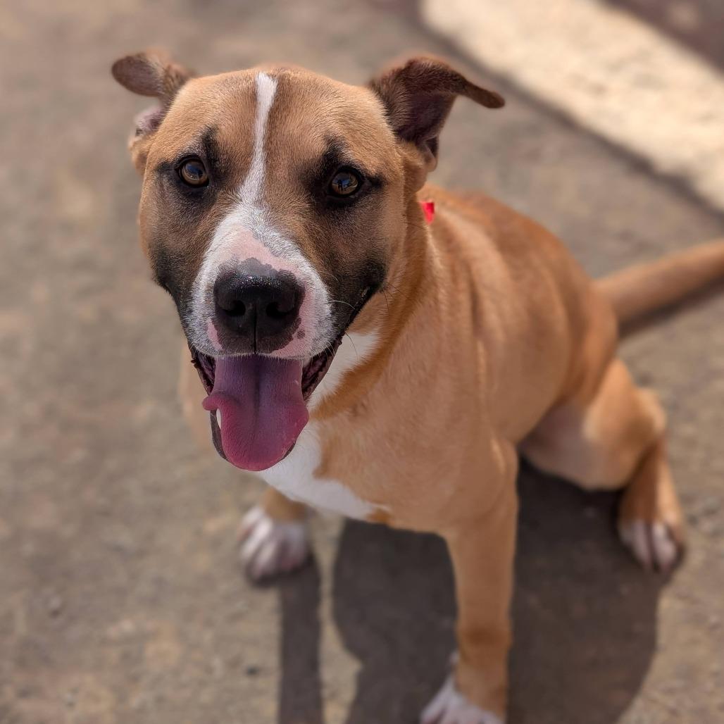 Rocco*, a Adoptable American Staffordshire Terrier in San Gabriel, CA image 6/6