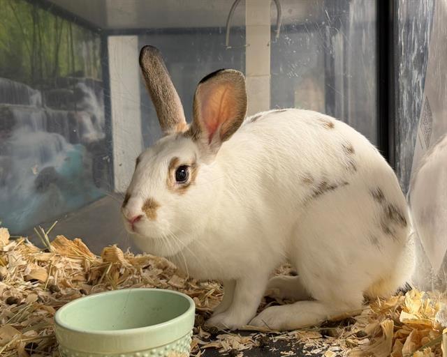 Enlarge A1270439, a Adoptable American in Charlotte, NC image 1/1