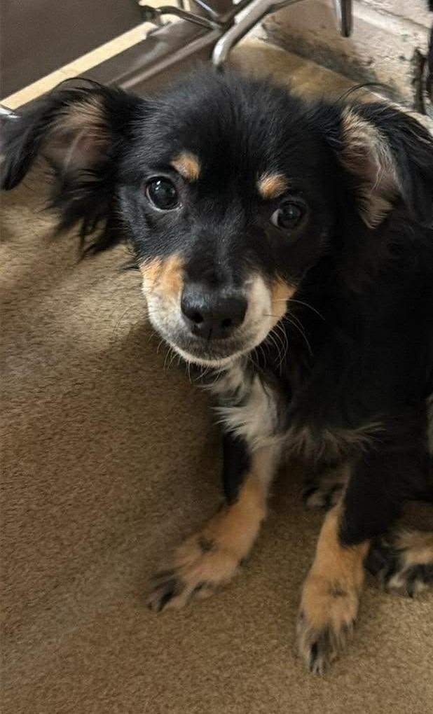 Enlarge Graham, a Adopted Terrier in Lemoore, CA image 1/1