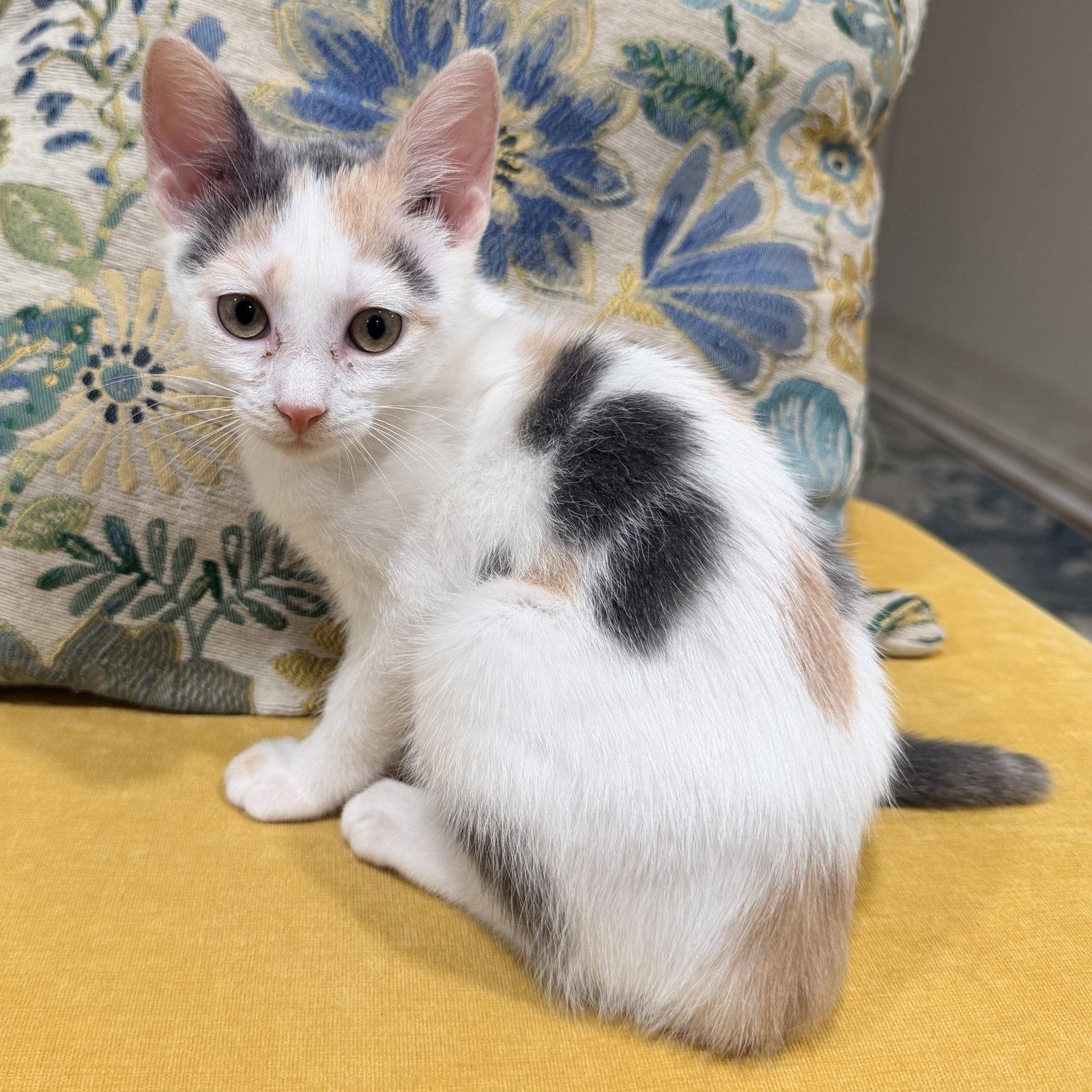 Buffy, Adoptable, Kitten Female Domestic Short Hair.