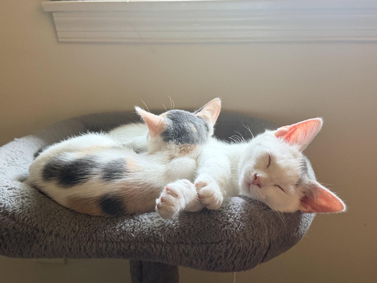 Enlarge Buffy, a Adoptable Domestic Short Hair in Herndon, VA image 2/3
