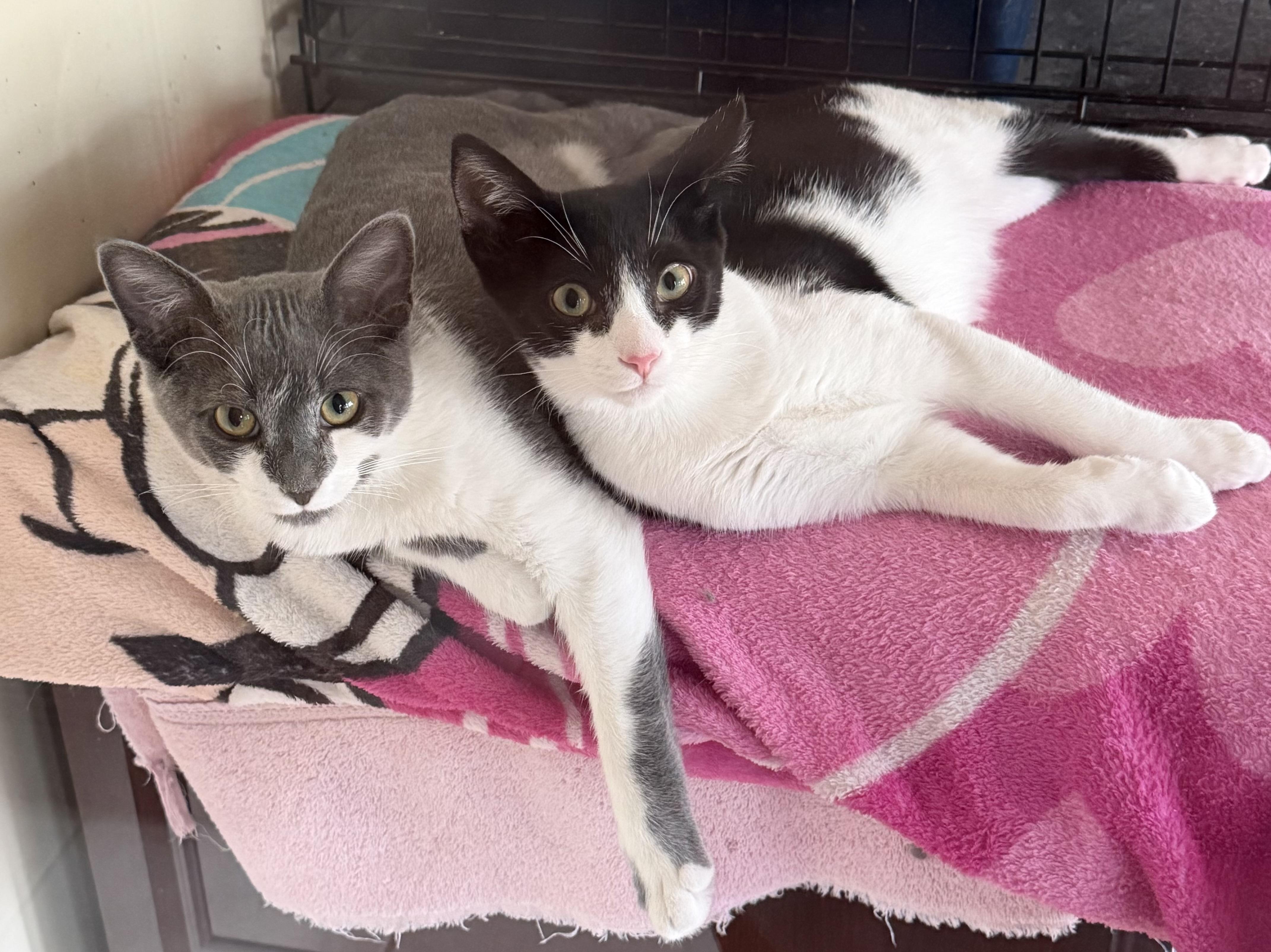 Enlarge Harold, a Adoptable Domestic Short Hair in Williamsville, NY image 1/1