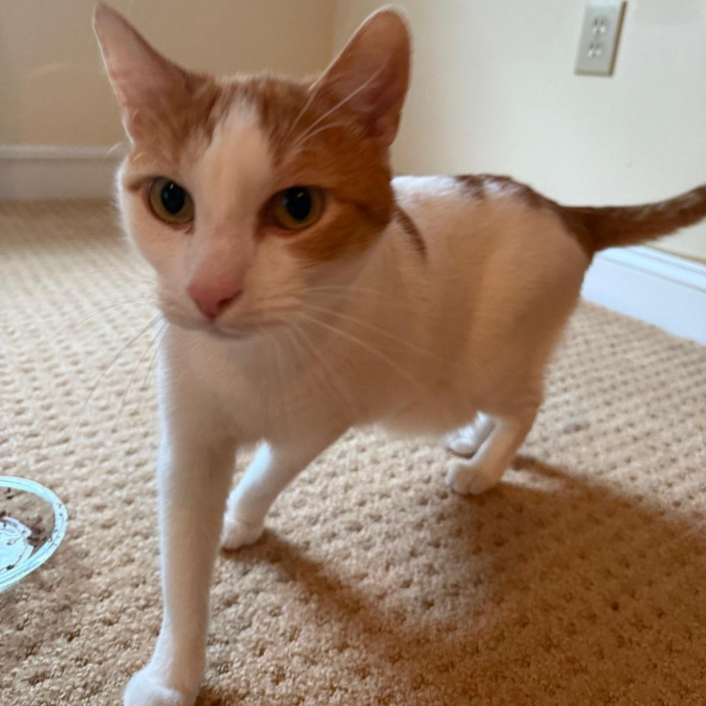 Chester, Adoptable, Young Male Domestic Short Hair.