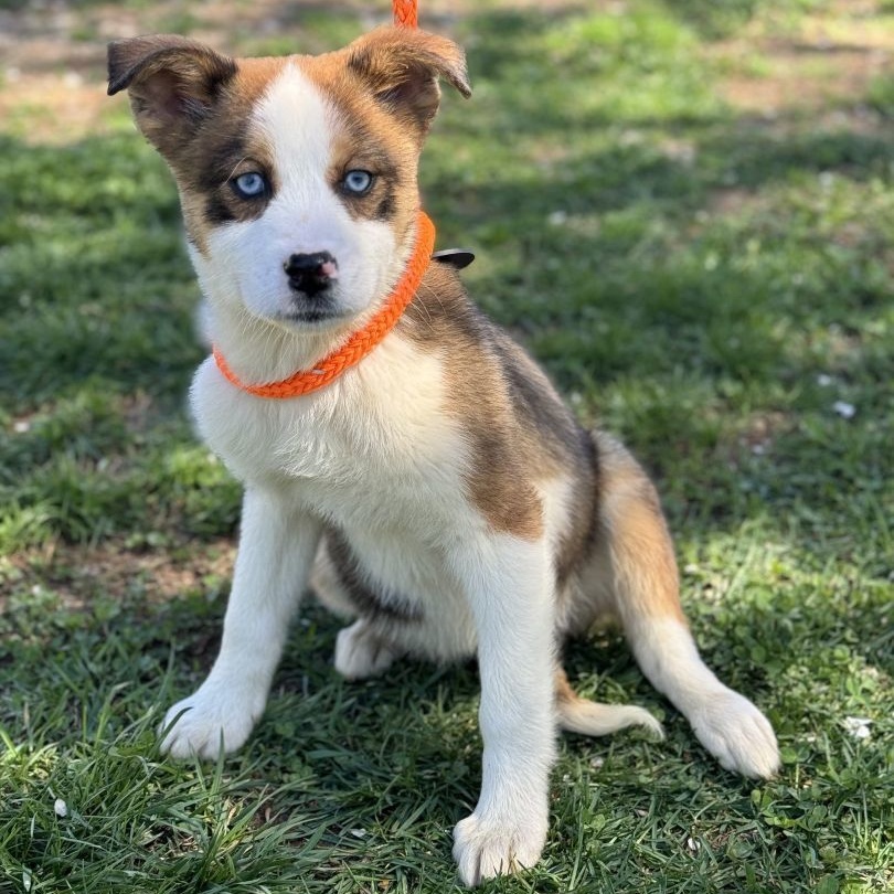 Harper Borneo (CONC-A-83), a Adoptable mixed breed in Concord, NC image 4/5