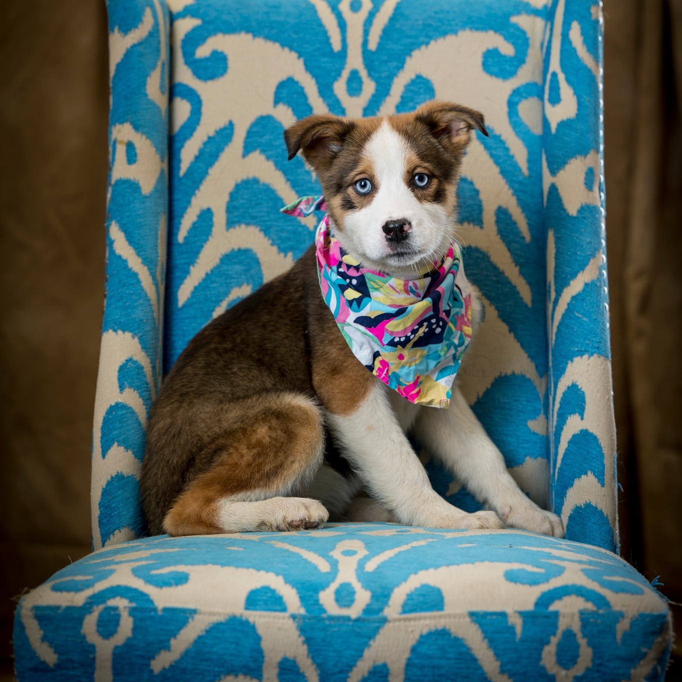 Harper Borneo (CONC-A-83), a Adoptable mixed breed in Concord, NC image 3/5