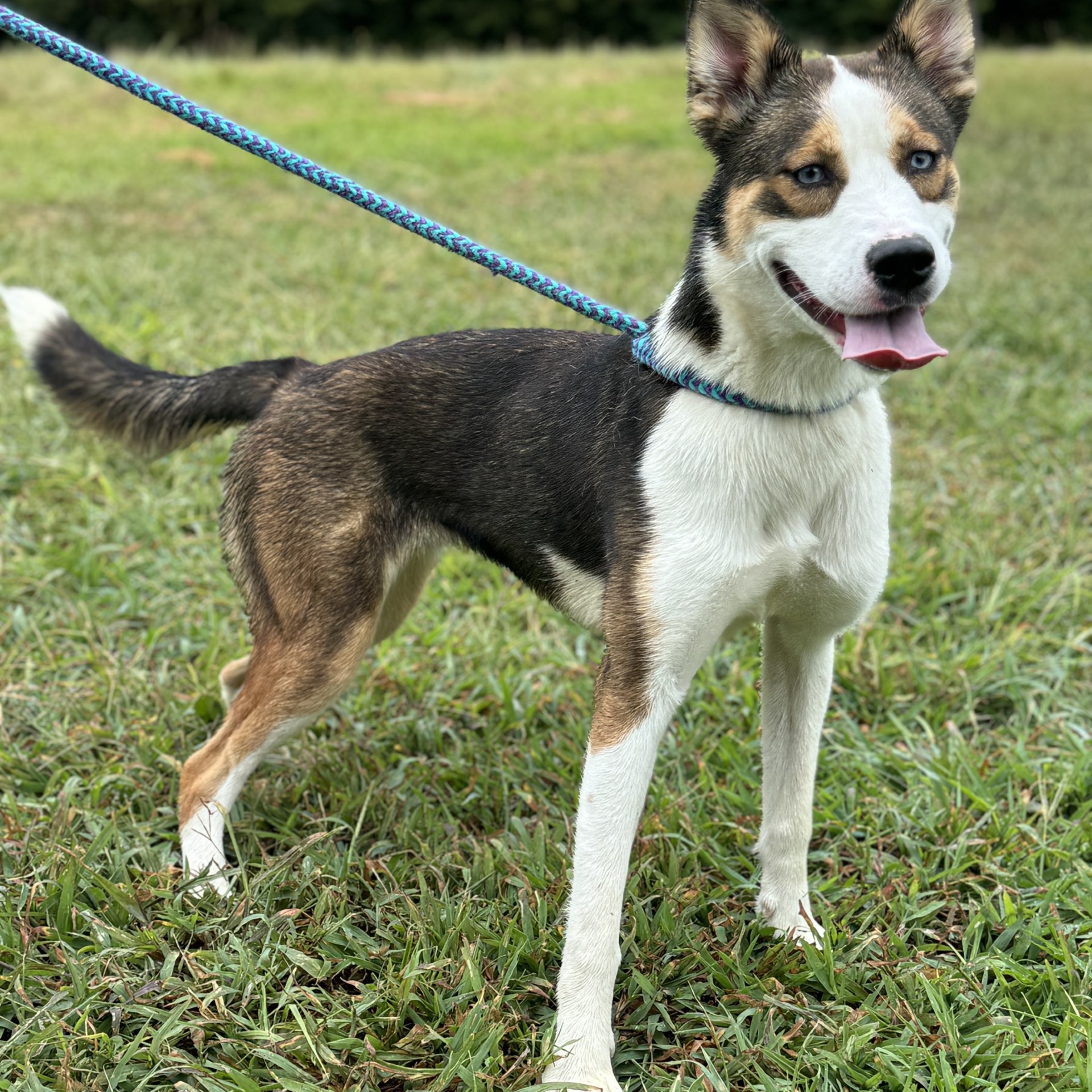 Harper Borneo (CONC-A-83), a Adoptable mixed breed in Concord, NC image 2/5