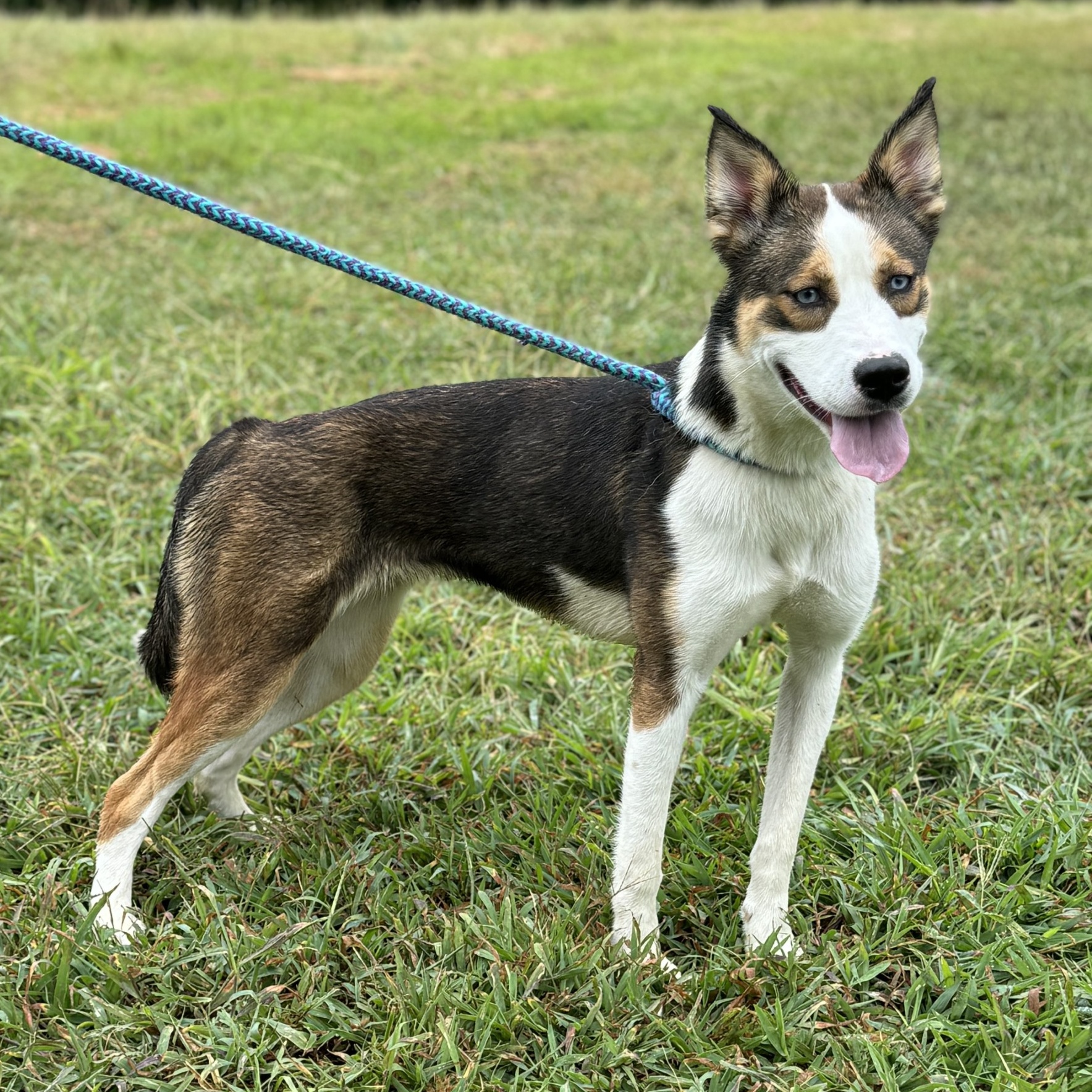 Harper Borneo (CONC-A-83), Adult Female Husky