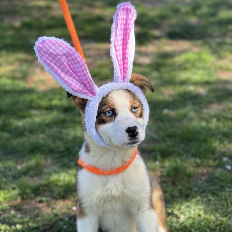 Harper Borneo (CONC-A-83), a Adoptable mixed breed in Concord, NC image 5/5