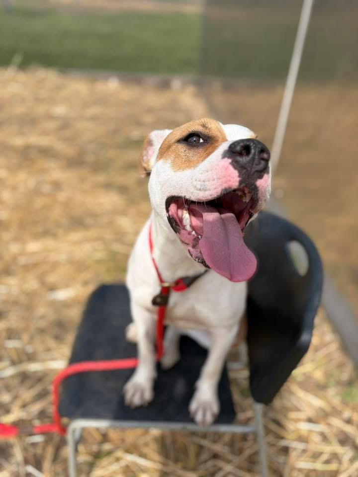 Enlarge Sticky Buns, a ADOPTABLE Pit Bull Terrier in Chicago, IL image 1/5