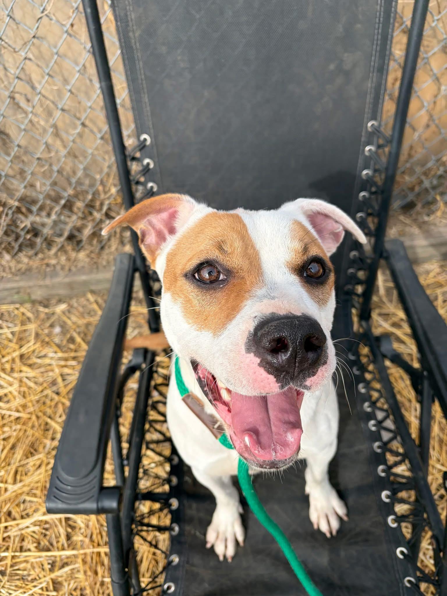 Enlarge Sticky Buns, a ADOPTABLE Pit Bull Terrier in Chicago, IL image 2/5