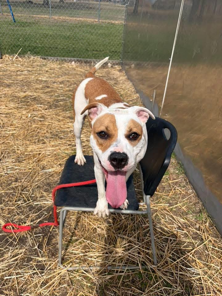 Enlarge Sticky Buns, a ADOPTABLE Pit Bull Terrier in Chicago, IL image 3/5