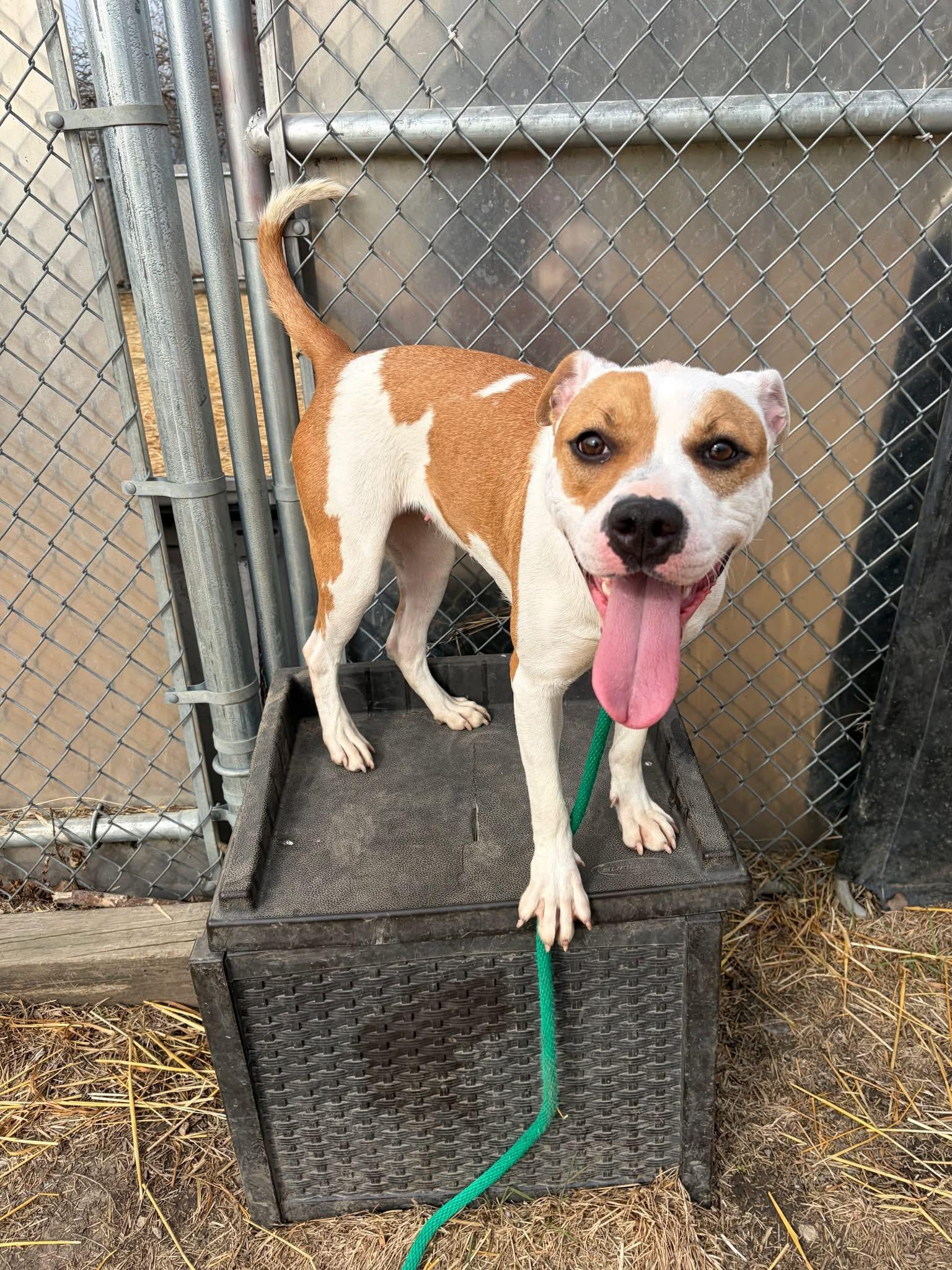 Enlarge Sticky Buns, a ADOPTABLE Pit Bull Terrier in Chicago, IL image 4/5
